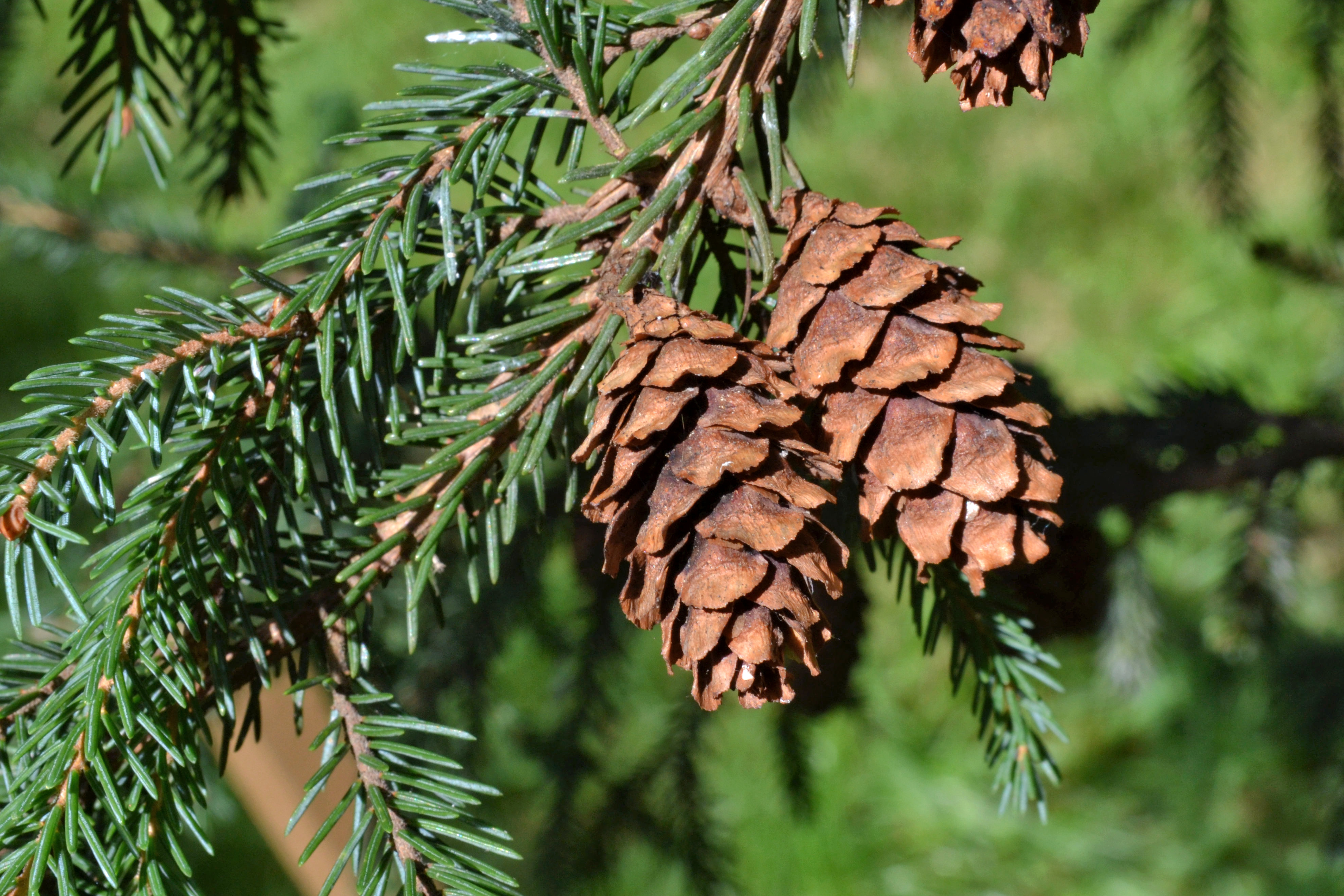 Black SprucePicea mariana - New England Trees