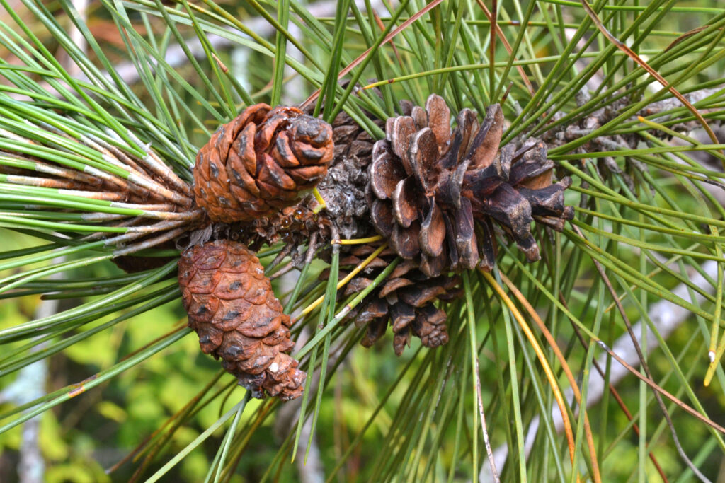 Red PinePinus resinosa - New England Trees