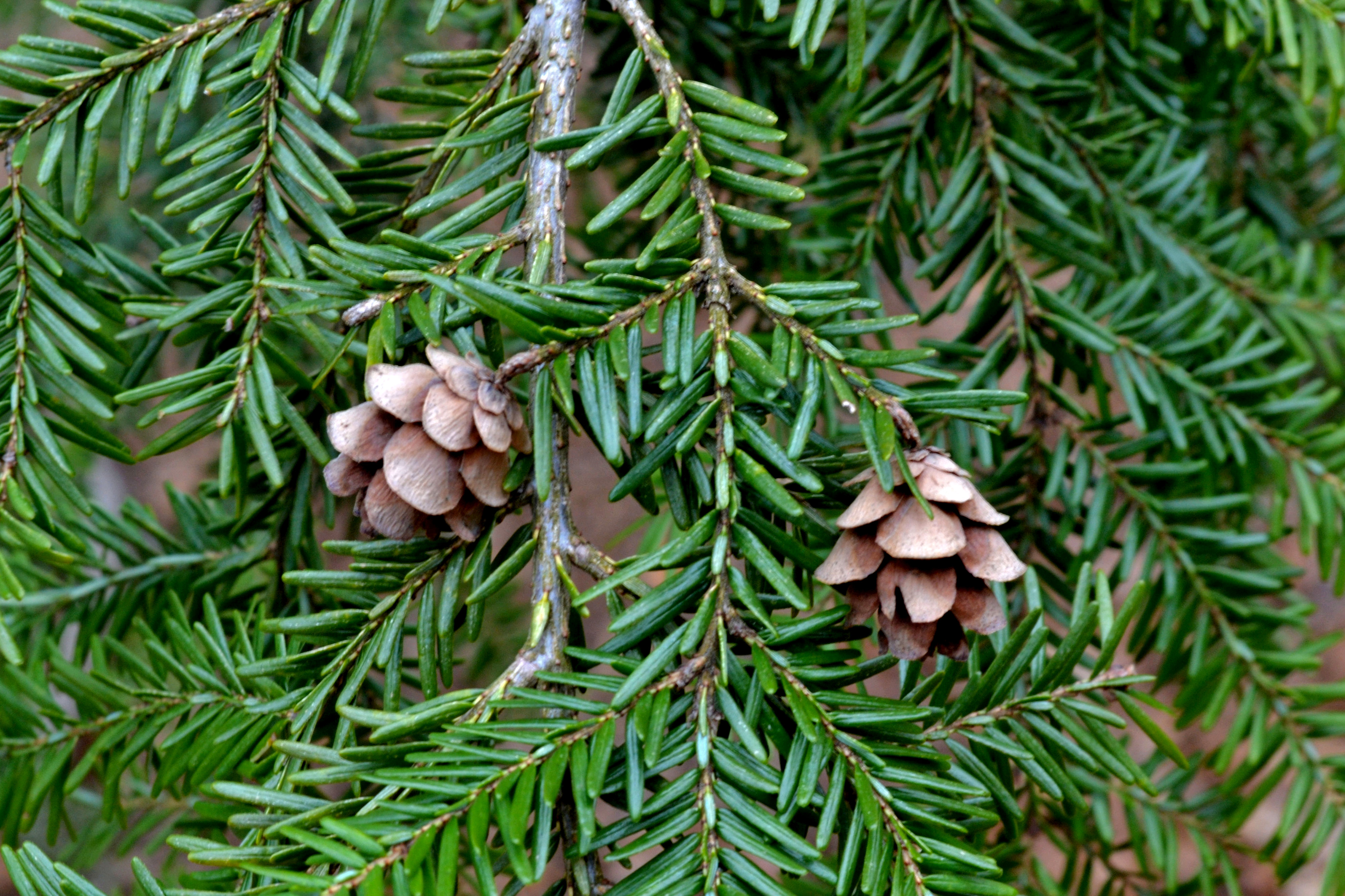 Great Description About New England Trees