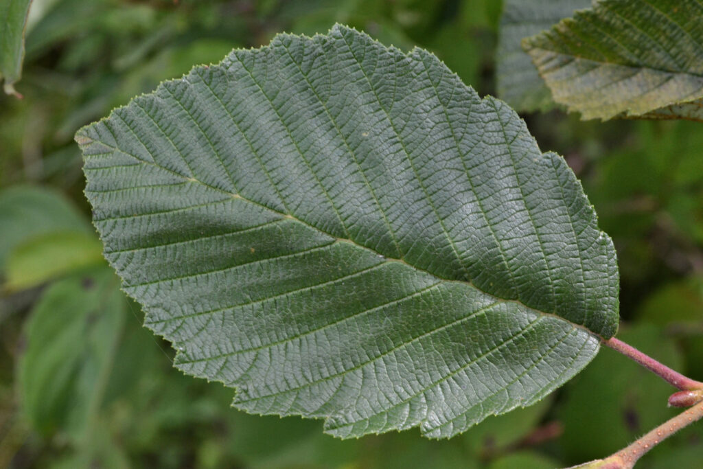 Speckled AlderAlnus incana - New England Trees