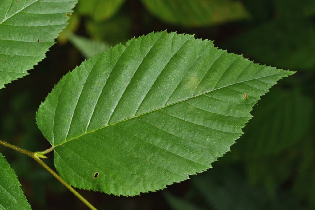 Yellow BirchBetula alleghaniensis - New England Trees