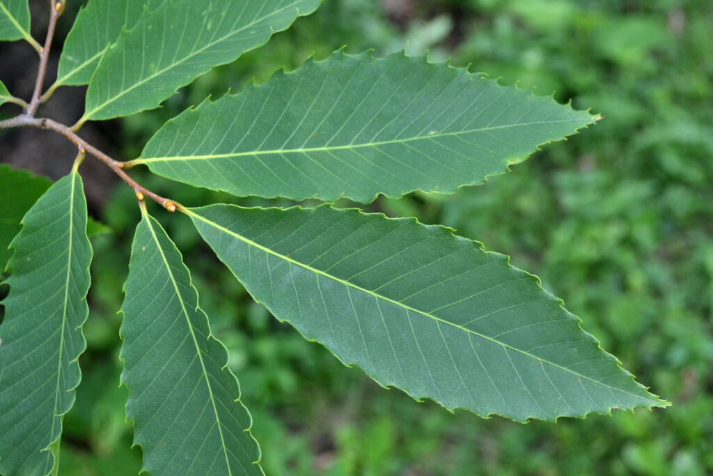 Hardwoods - Alternate, Simple Leaves - New England Trees