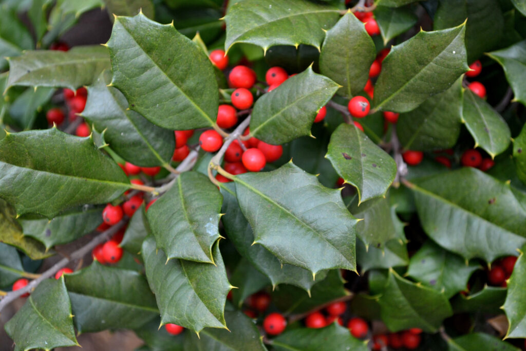 American HollyIlex opaca - New England Trees