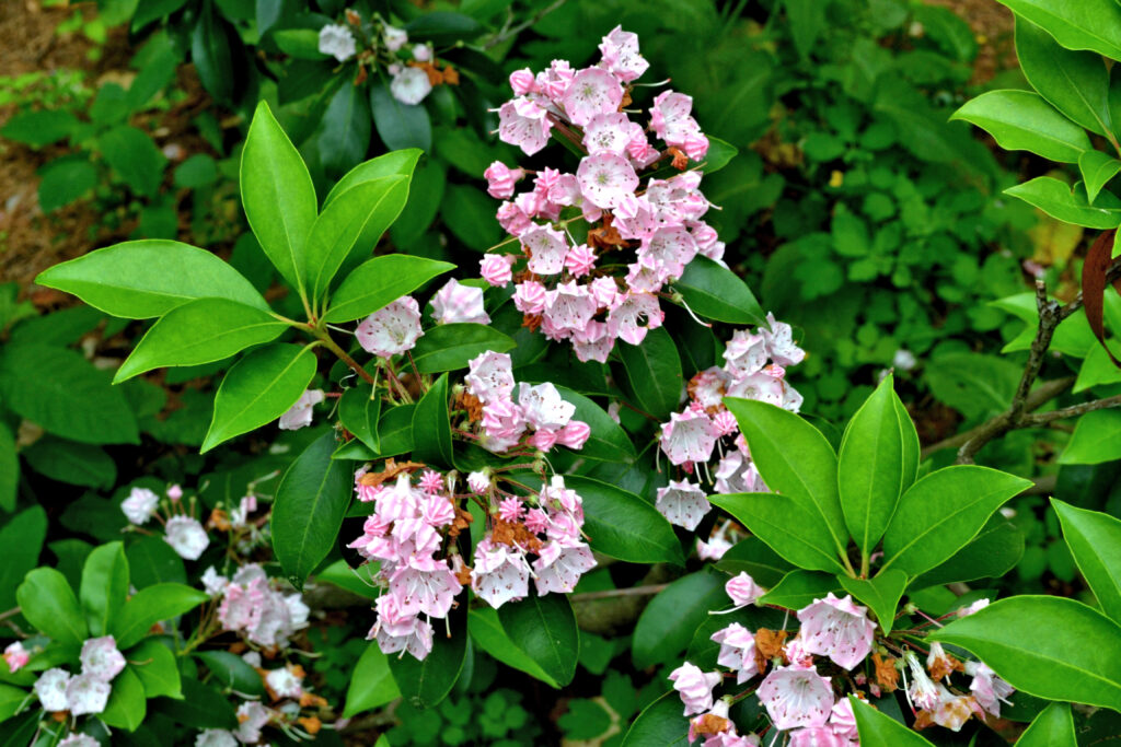 Mountain LaurelKalmia latifolia - New England Trees