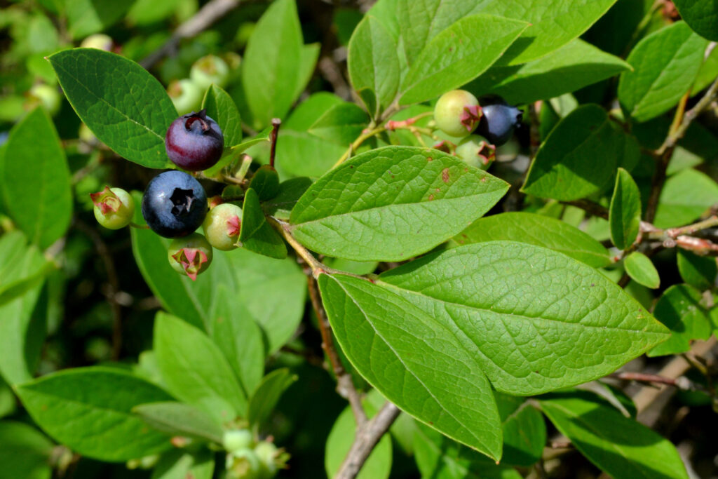 Highbush BlueberryVaccinium corymbosum - New England Trees